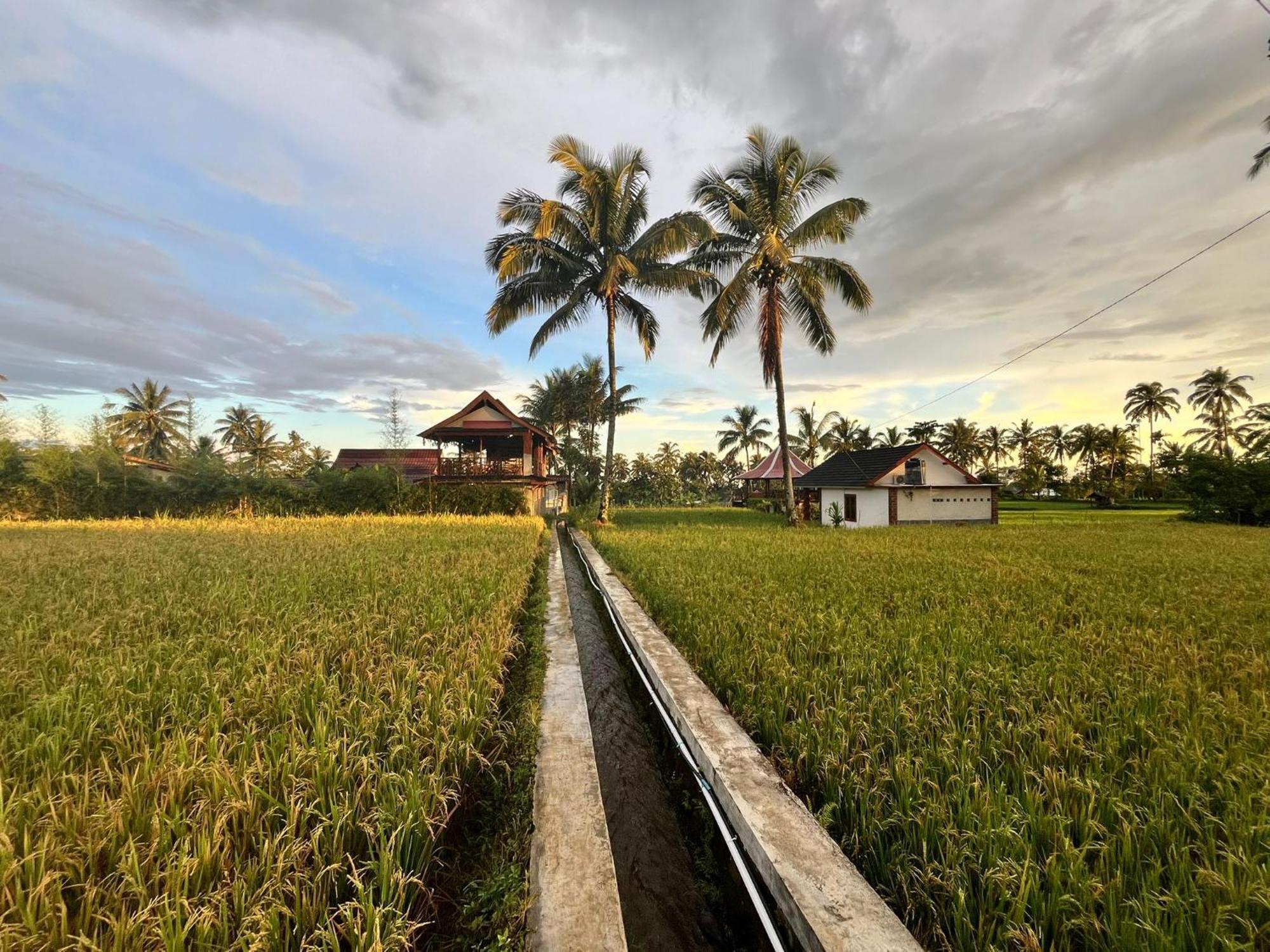 Rice Field Inn - Lombok Tetebatu Exterior photo